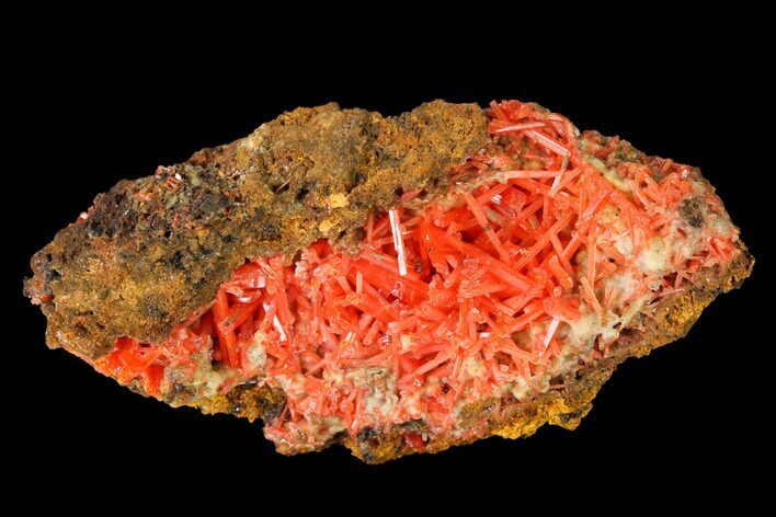 Bright Orange Crocoite Crystal Cluster - Tasmania #171728